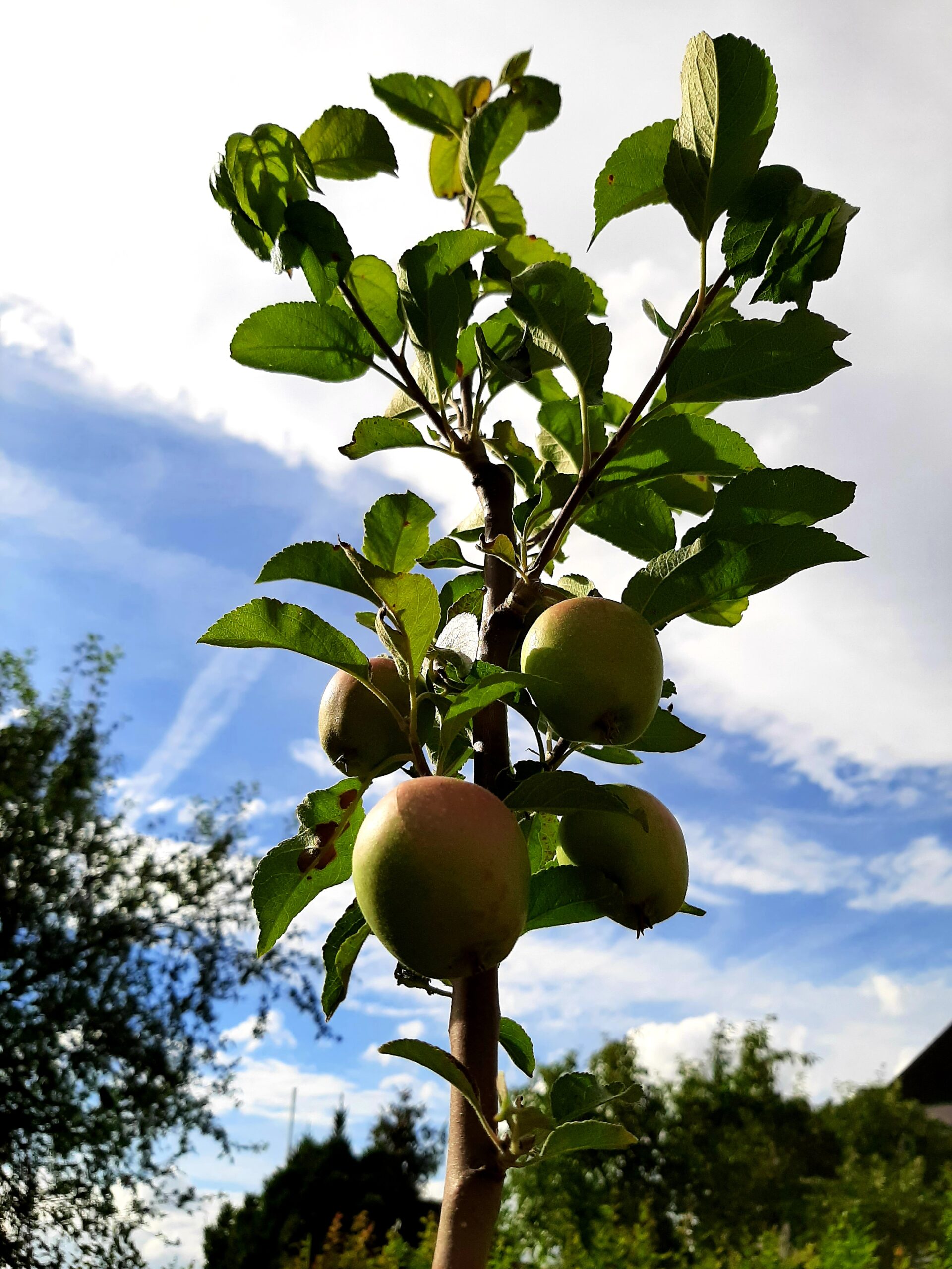 Obstbaumschnitt